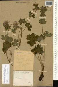 Geranium platypetalum Fisch. & C.A. Mey., Caucasus, Stavropol Krai, Karachay-Cherkessia & Kabardino-Balkaria (K1b) (Russia)