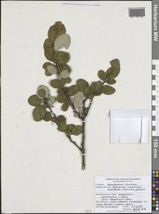 Cotoneaster alaunicus Golitsin, Eastern Europe, Central forest-and-steppe region (E6) (Russia)