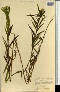 Achillea acuminata (Ledeb.) Sch. Bip., Mongolia (MONG) (Mongolia)