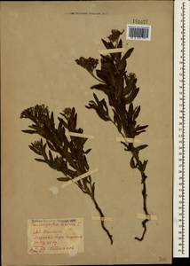 Heliotropium sibiricum (L.) J. I. M. Melo, Crimea (KRYM) (Russia)