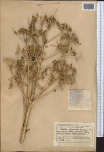 Ferula ferganensis Lipsky ex Korovin, Middle Asia, Western Tian Shan & Karatau (M3) (Kyrgyzstan)