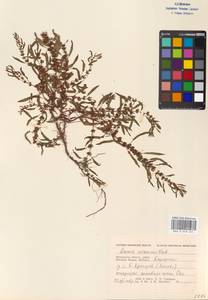 Rumex ucranicus Fisch., Eastern Europe, Moscow region (E4a) (Russia)