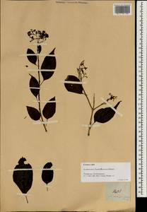 Premna serratifolia L., South Asia, South Asia (Asia outside ex-Soviet states and Mongolia) (ASIA) (Philippines)