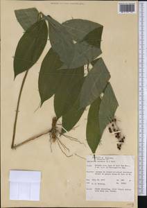 Maianthemum racemosum, America (AMER) (United States)