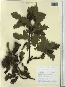 Quercus dalechampii Ten., Western Europe (EUR) (Bulgaria)