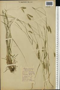 Anthoxanthum odoratum L., Eastern Europe, Belarus (E3a) (Belarus)