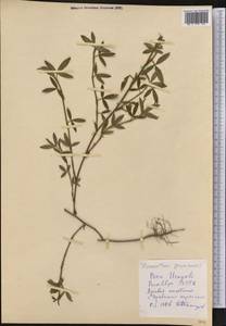 Stylosanthes guianensis (Aubl.)Sw., America (AMER) (Peru)