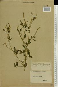 Melilotus albus Medik., Eastern Europe, Middle Volga region (E8) (Russia)