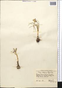 Crocus alatavicus Regel & Semen., Middle Asia, Western Tian Shan & Karatau (M3) (Kyrgyzstan)