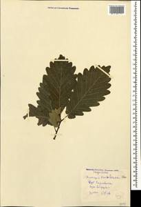 Quercus hartwissiana Steven, Caucasus, Georgia (K4) (Georgia)