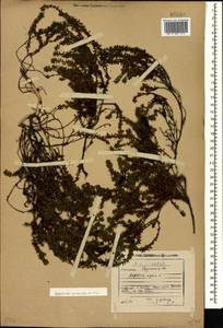 Empetrum nigrum subsp. caucasicum (Juz.) Kuvaev, Caucasus, Georgia (K4) (Georgia)