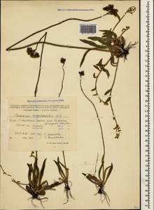 Pilosella bauhini subsp. magyarica (Peter) S. Bräut., Crimea (KRYM) (Russia)