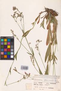 Silene flos-cuculi (L.) Greuter & Burdet, Eastern Europe, Middle Volga region (E8) (Russia)