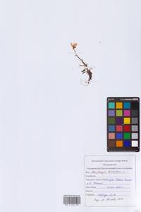 Saxifraga hirculus L., Eastern Europe, Northern region (E1) (Russia)