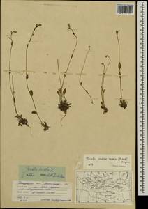 Draba kusnetzowii (Turcz. ex Ledeb.) Hayek, Mongolia (MONG) (Mongolia)