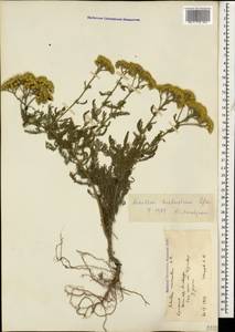 Achillea arabica Kotschy, Caucasus, Armenia (K5) (Armenia)