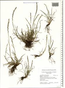 Lolium rigidum Gaudin, Crimea (KRYM) (Russia)