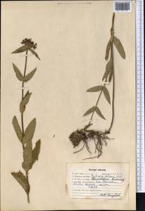 Betonica betoniciflora (Rupr. ex O.Fedtsch. & B.Fedtsch.) Sennikov, Middle Asia, Western Tian Shan & Karatau (M3) (Kazakhstan)