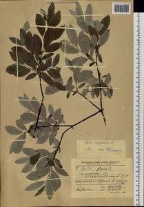 Salix lapponum L., Siberia, Western Siberia (S1) (Russia)