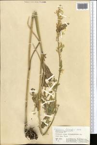 Delphinium biternatum Huth, Middle Asia, Pamir & Pamiro-Alai (M2) (Uzbekistan)