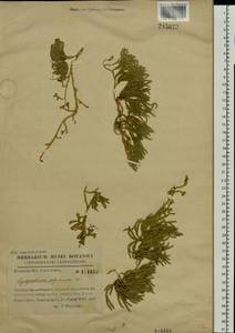 Diphasiastrum alpinum (L.) Holub, Eastern Europe, West Ukrainian region (E13) (Ukraine)