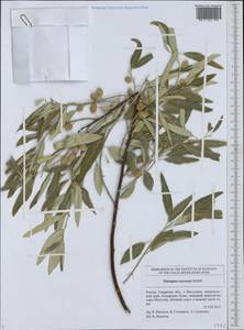 Elaeagnus angustifolia subsp. angustifolia, Eastern Europe, Middle Volga region (E8) (Russia)