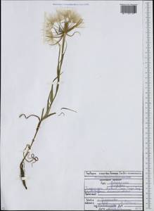 Tragopogon dubius Scop., Caucasus, North Ossetia, Ingushetia & Chechnya (K1c) (Russia)