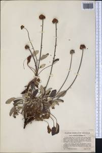 Eriogonum latifolium Sm., America (AMER) (United States)