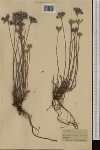 Petrosedum rupestre subsp. rupestre, Western Europe (EUR) (France)
