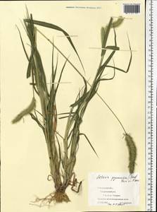 Setaria viridis (L.) P.Beauv., Eastern Europe, Western region (E3) (Russia)