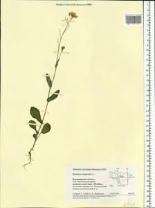 Brassica rapa subsp. sylvestris (L.) Janch., Eastern Europe, Central region (E4) (Russia)