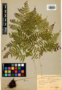 Diplazium sibiricum (Turcz. ex Kunze) Sa.Kurata, Siberia, Baikal & Transbaikal region (S4) (Russia)