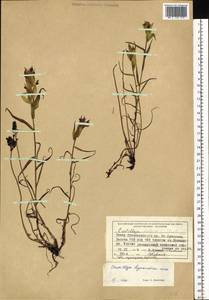 Castilleja pallida var. hyparctica (Rebrist.) J.M.Egger, Siberia, Central Siberia (S3) (Russia)