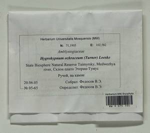 Hygrohypnella ochracea (Turner ex Wilson) Ignatov & Ignatova, Bryophytes, Bryophytes - Krasnoyarsk Krai, Tyva & Khakassia (B17) (Russia)