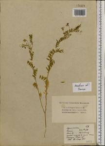 Vicia lens (L.) Coss. & Germ., Eastern Europe, Moscow region (E4a) (Russia)