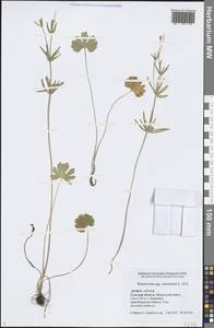 Ranunculus auricomus L., Eastern Europe, Central region (E4) (Russia)