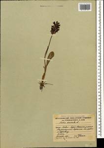 Orchis mascula (L.) L., Caucasus, South Ossetia (K4b) (South Ossetia)
