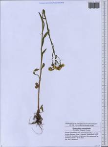 Erigeron annuus (L.) Pers., Eastern Europe, Middle Volga region (E8) (Russia)