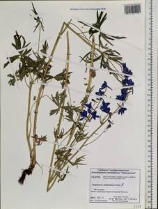 Delphinium cheilanthum Fisch. ex DC., Siberia, Central Siberia (S3) (Russia)