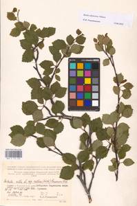 Betula pubescens subsp. pubescens, Eastern Europe, Northern region (E1) (Russia)