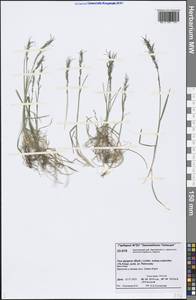 Poa lindebergii Tzvelev, Siberia, Central Siberia (S3) (Russia)