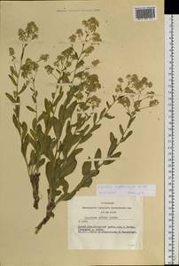 Lepidium affine Ledeb., Siberia, Altai & Sayany Mountains (S2) (Russia)