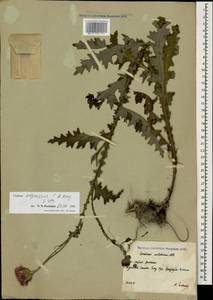 Carduus adpressus C. A. Mey., Caucasus, South Ossetia (K4b) (South Ossetia)