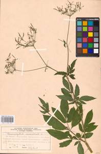 Chaerophyllum aromaticum L., Eastern Europe, Moscow region (E4a) (Russia)