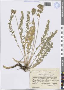 Oxytropis macrocarpa Kar. & Kir., Middle Asia, Western Tian Shan & Karatau (M3) (Kyrgyzstan)