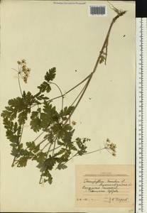 Chaerophyllum temulum L., Eastern Europe, North Ukrainian region (E11) (Ukraine)