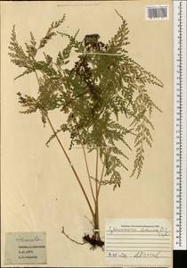 Odontosoria chinensis subsp. chinensis, South Asia, South Asia (Asia outside ex-Soviet states and Mongolia) (ASIA) (Japan)