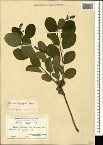 Cotinus coggygria Scop., Caucasus, Georgia (K4) (Georgia)