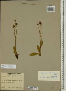 Pilosella prussica (Nägeli & Peter) Soják, Eastern Europe, Central region (E4) (Russia)