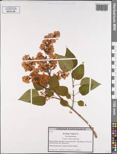 Syringa vulgaris L., Eastern Europe, Belarus (E3a) (Belarus)